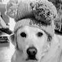 @kimpapenfuss4526