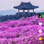 @프리지아-v3o