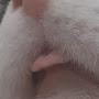 @tingle2958