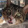 @Boogie_the_cat