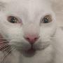 @WhiteCat-c2h