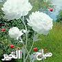 @mosabsaraj7074