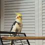 @Andy-The-Tiel