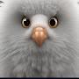 @mr_pigeon_3