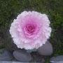 @penelopef.collins6701