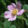 @prairierosemountaingirl7777