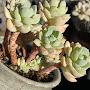 @jllittlesucculents1291