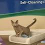 @isellcatlitter