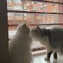 @糖糖和它的宝宝们