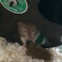 @PepperTheHamster488