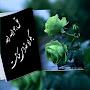 @ValiallahHosseinpour
