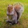 @My_NewYork_Squirrel