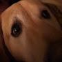 @LoveMyDog521