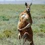 @red_kangaroo123