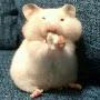 @화병도진사람