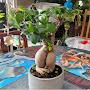 @FrostBiteBonsai