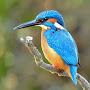 @kingfishers79