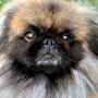 @Pekingesejedi