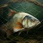 @Utopian-Fish