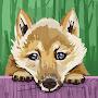 @FoxXD-t1k