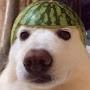 @watermelon-dog8453