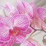 @LyudmylasWorldOrchids