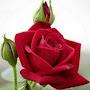 @itirastogi1854