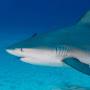 @Hamm3rshark