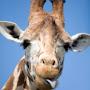 @spooky_giraffe