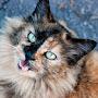 @feliscatus5657