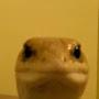 @Gecko69420