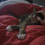 @zureinaugigenkatze5833