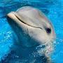 @bluestdolphin