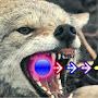 @qoyote