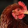 @Iam_chicken-j7r