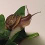 @WilliDieEchteGrunzschnecke