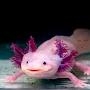 @AxolotlsRCool3456