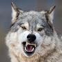 @LoneWolf-jh3fi