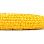@Corn-co43