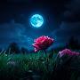 @MRSHAH75