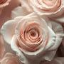 @catherineberrecloth9270