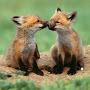 @banjothefox9263