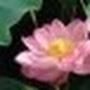 @phuoc-toannguyen7288