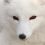 @Arctic_Fox_NFFC