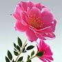 @nebahatpirincci1453