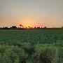 @Farmer14377