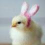 @Chickadeebunny