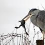 @dagobert999webde