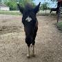 @Lilllys_horses_and_foals