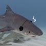 @Sharkzz-t3r